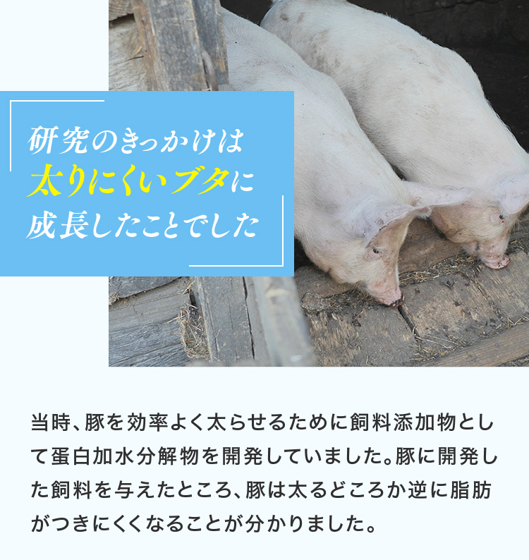 研究のきっかけは太りにくいブタに成長したことでした　当時、豚を効率よく太らせるために飼料添加物として蛋白加水分解物を開発していました。豚に開発した飼料を与えたところ、豚は太るどころか逆に脂肪がつきにくくなることが分かりました。