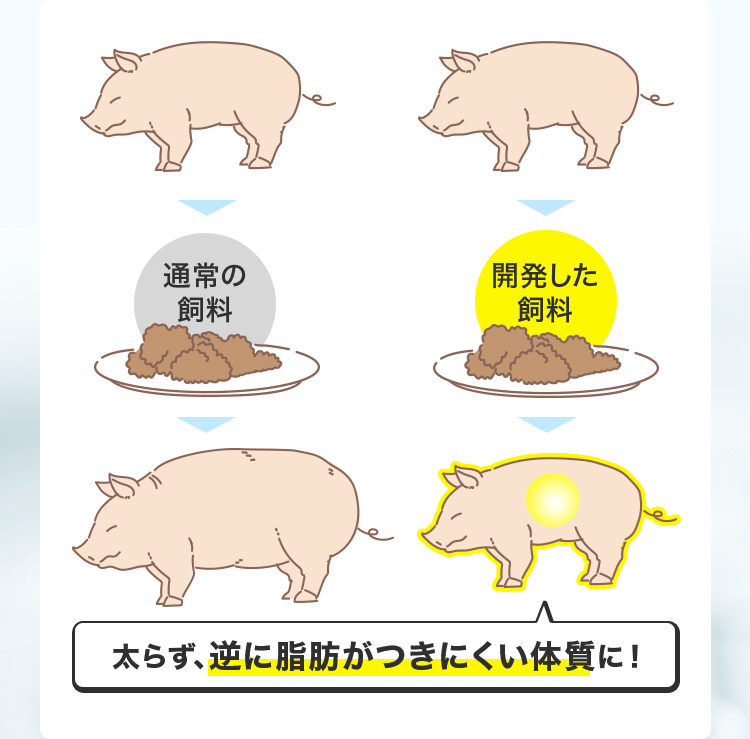 開発した飼料 太らず、逆に脂肪がつきにくい体質に！