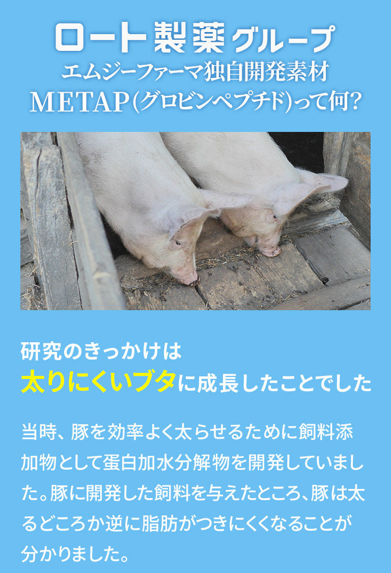 エムジーファーマ独自開発素材METAP(グロビンペプチド)って何？研究のきっかけは太りにくいブタに成長したことでした当時、豚を効率よく太らせるために飼料添加物として蛋白加水分解物を開発していました。豚に開発した飼料を与えたところ、豚は太るどころか逆に脂肪がつきにくくなることが分かりました。